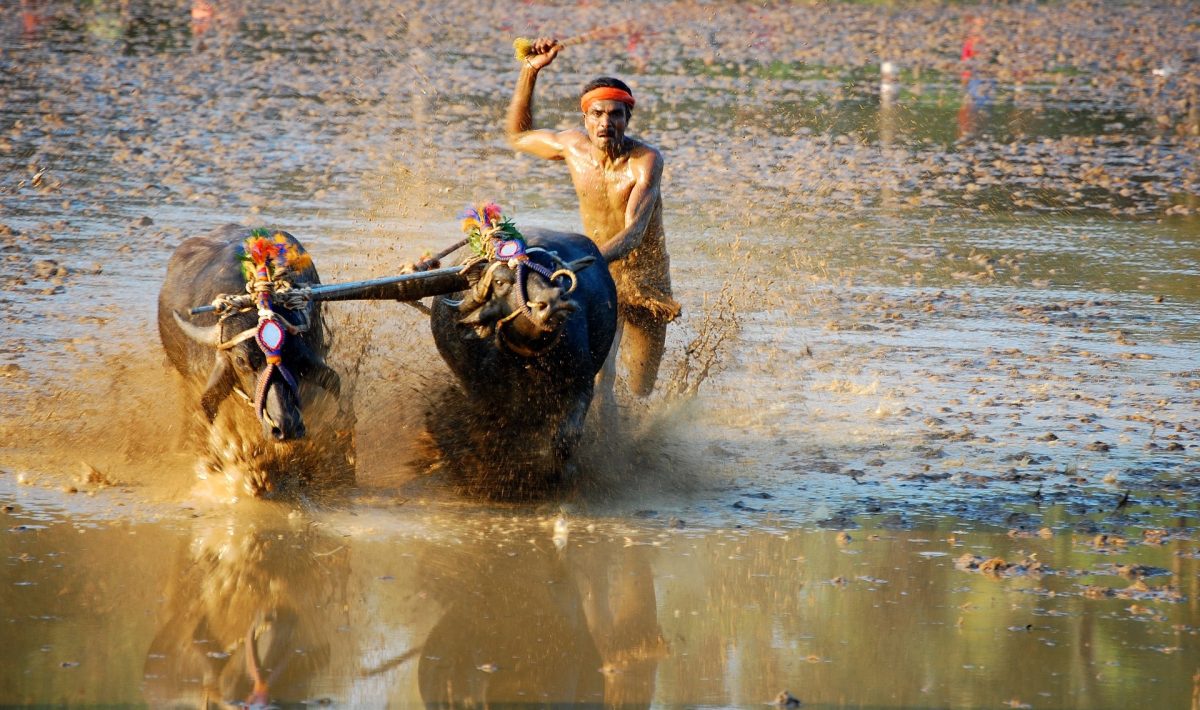 Kambala in Bengaluru