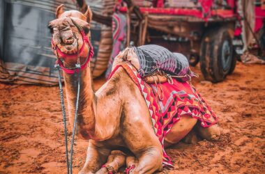 Pushkar Fair Itinerary by Travebrate