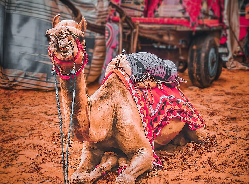 Pushkar Fair Itinerary by Travebrate