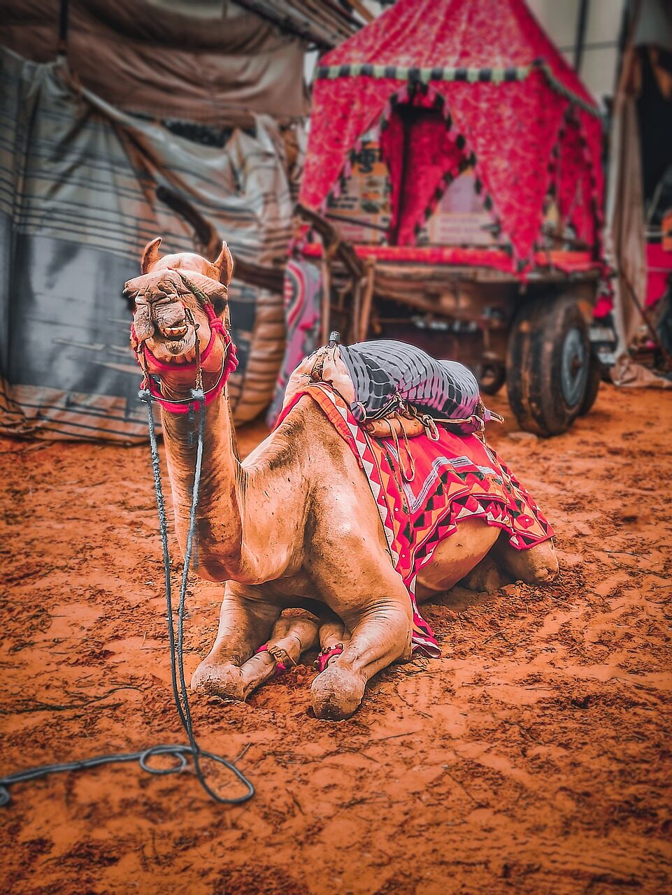 Decorated camels and traders at the Pushkar Camel Fair at dusk, Rajasthan