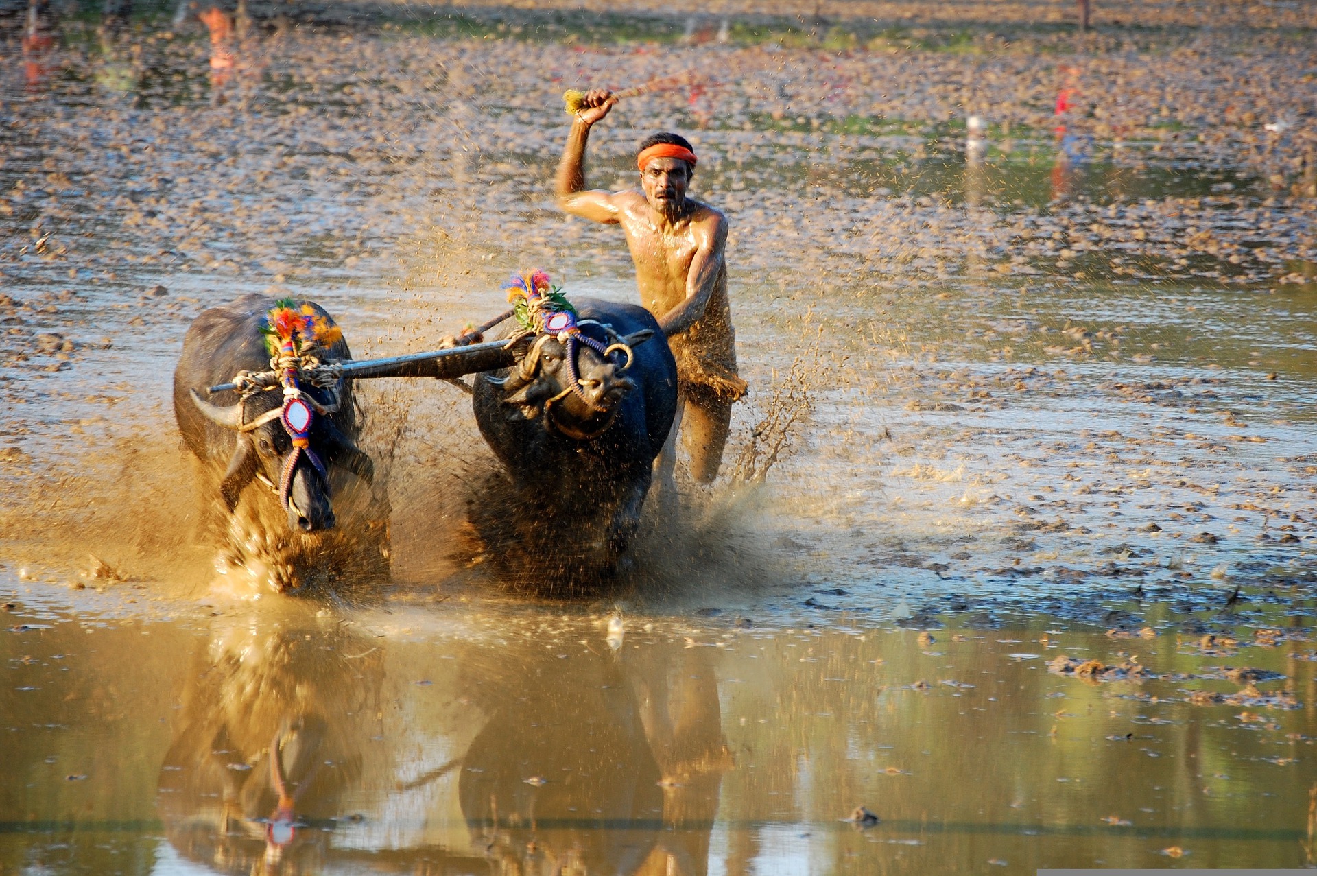 Buffaloes racing through a flooded paddy field, throwing up mud, at Kambala in coastal Karnataka