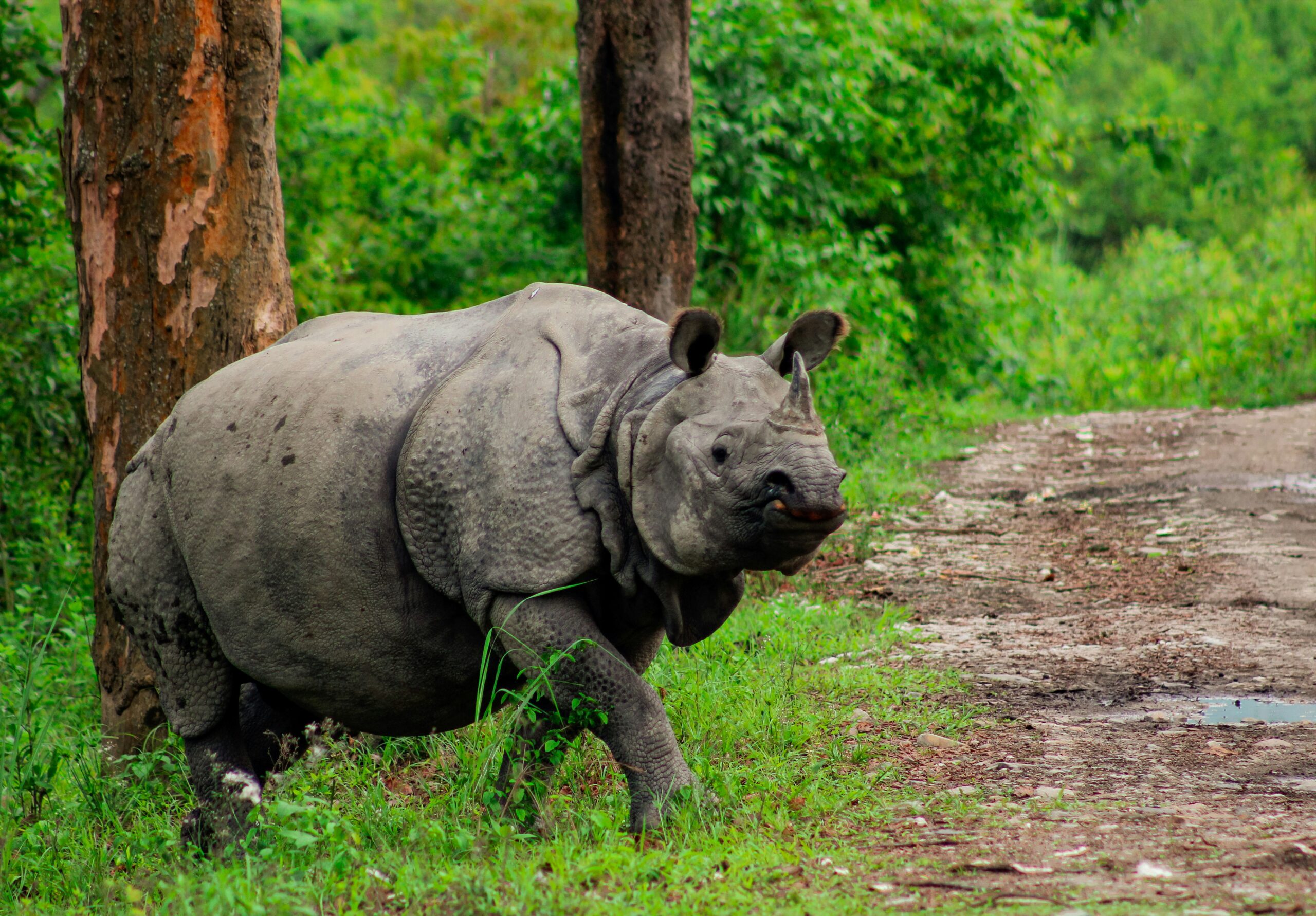 A one-horned rhino in the grasslands of Kaziranga National Park, Assam