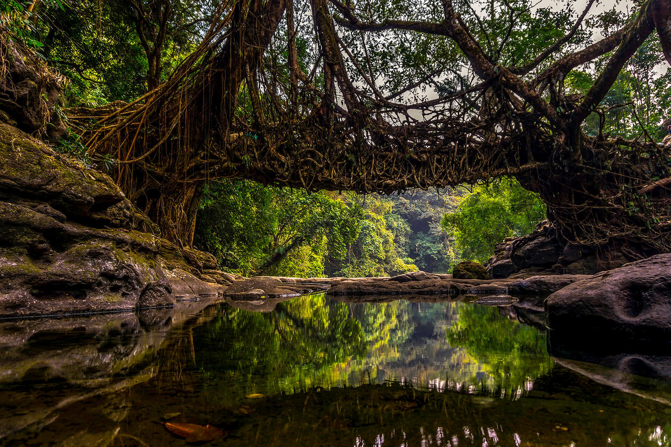 A living root bridge in the green hills of Meghalaya, northeast India