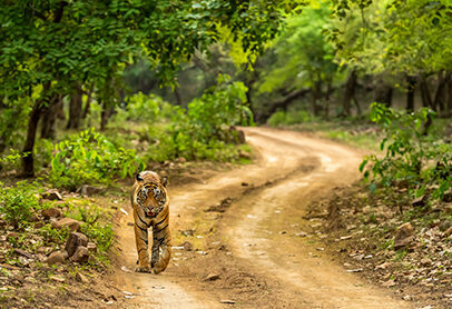 A Bengal tiger at a water source in Ranthambore National Park in summer