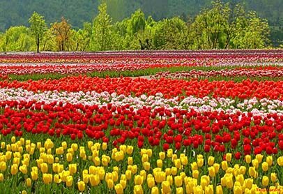 Rows of tulips in bloom with Himalayan mountains behind, Srinagar in spring